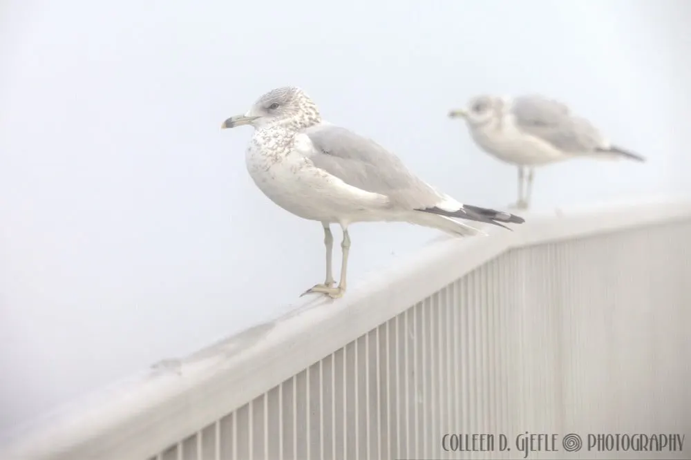 Seagulls in fog 5